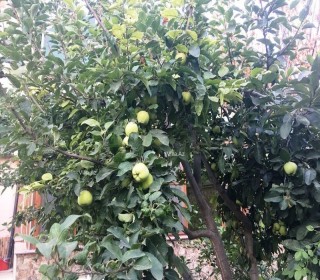villa for sale near the white city in the village of azi aslanov, -19