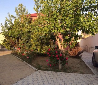 novxanida baglarin satışı, -8