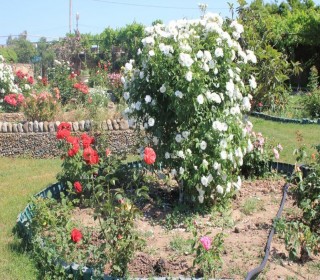 buzovnada satilan bag evleri, -2