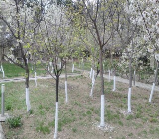 novxani villa almaq, -10