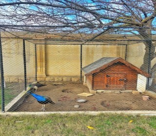 A villa worth 5 million is for sale in a place called President Baglari in Novkhani, -12