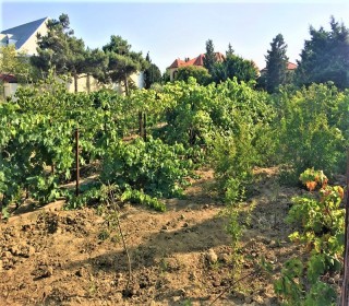 villa in Bilgah near "Sea breeze" at a distance of 300 m from the sea, -6