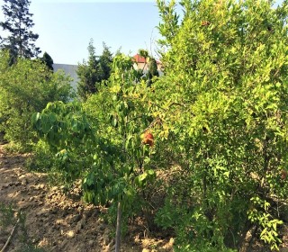 villa in Bilgah near "Sea breeze" at a distance of 300 m from the sea, -19
