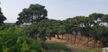 Buzovnada 37 sot torpaq sahəsi, -18