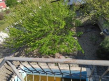 Novxanı həyət evi elanlari, -17