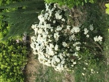 mərdəkan villa qiymetleri, -3