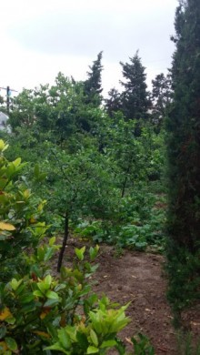 bilgehde bag evi, -13