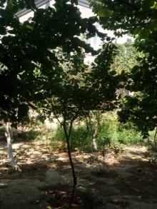 Satılır Həyət evi, Xətai.r, Əhmədli-6
