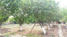 novxani bag evi heyet evleri, -14