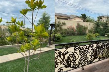 Zaqulbada dənizə yaxın 10 sot ərazidə villa, -5