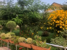 novxani villa elanlari, -10