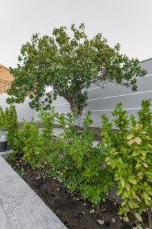 2 mərtəbəli, 6 otaqlı villa satışda, -6