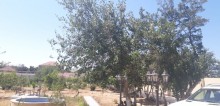 Bilgehde villa sahəsi 300 kv-m olan, 50 sot torpaq sahəsində, dənizdən 600 metr, -19