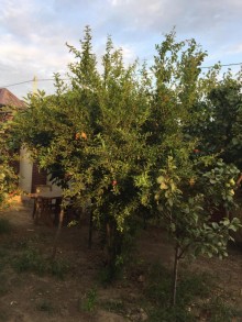 novxanida heyet evi, -16