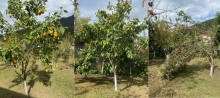 farmhouses for sale in azerbaijan qax, -6