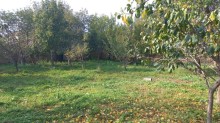 Novxani belediyye terefde torpaq satisi, -2
