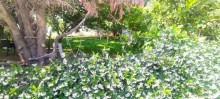 buy house in baku garden novkhani, -4