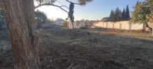 Novxanı bağları Sarı Qaya Torpaqlari, -2