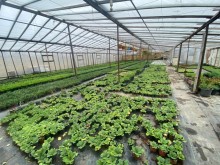 Sale Land, -5