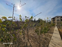 azerbaijan property for sale in Baku city Novkhani, -2