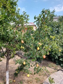 Görədil kəndində bağ evi satılır, -3
