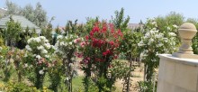 Novxanı Bağları “Sarı-qaya” bağlarının düz mərkəzində həyət evi, -6