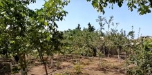 Kohne bag evleri Görədil bar verən meyvə ağacları olan ev al. 2 mərtəbli hovuzlu ev, -17