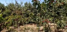 Kohne bag evleri Görədil bar verən meyvə ağacları olan ev al. 2 mərtəbli hovuzlu ev, -18