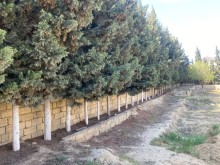 satilir-torpaq-baki-abseron-novxani-164-1713809587-s