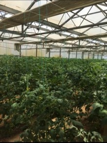 Sale Commercial Property Turkan, -2
