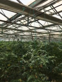 Sale Commercial Property Turkan, -4