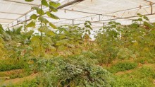 Sale Commercial Property Turkan, -7