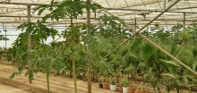 Sale Commercial Property Turkan, -9