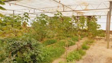 Sale Commercial Property Turkan, -11