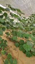 Sale Commercial Property Turkan, -13