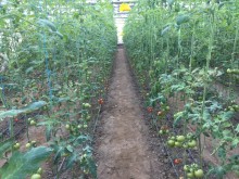 Sale Commercial Property Turkan, -19