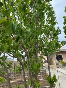 Armudlu bağ evi - Nardaran Ləhic bağlarında dəniz tərəfdə, -8