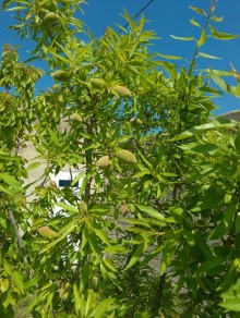 house is for sale on the Shuvalan-Qala road, -17