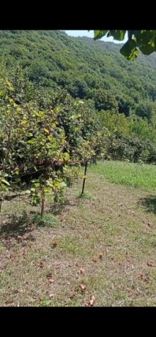 Продажа Дача Qax rayonu Qaşqaçay, -7