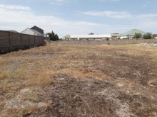 Bilgəh qəsəbəsi. Zəfəran savxozu Sale Land, -7