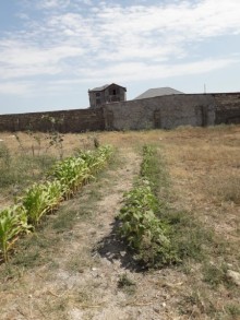 Bilgəh qəsəbəsi. Zəfəran savxozu Sale Land, -10