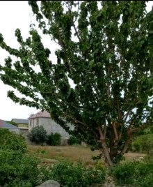 Sale Cottage Maştağa, -7