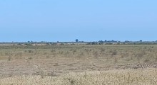 Neftçala ferma Satılır Obyekt, -12