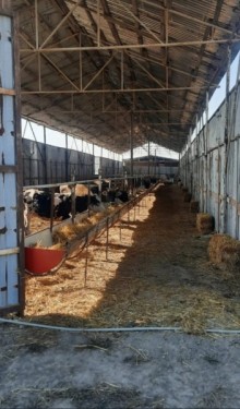 Sale FERMA Xaçmaz, -2